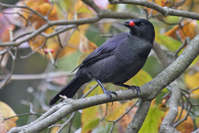 Euphagus cyanocephalus